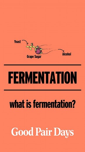 4.5K views | WHAT IS FERMENTATION?  Alcoholic fermentation is the...