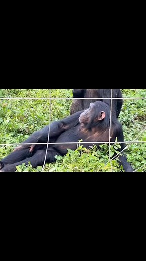Ruparelia knows how to strike a pose for treats. Show her some love by making a donation to support Ngamba Island Chimpanzee Sanctuary here: https://friendsofchimps.org/donate/ OR you can even symbolically adopt her for only $50: https://friendsofchimps.org/adopt-a-chimp/adopt-ruparelia/ #chimpanzeeconservation | Friends of Chimps