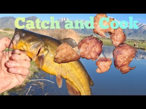 Bullhead Catfish Catch and Cook!