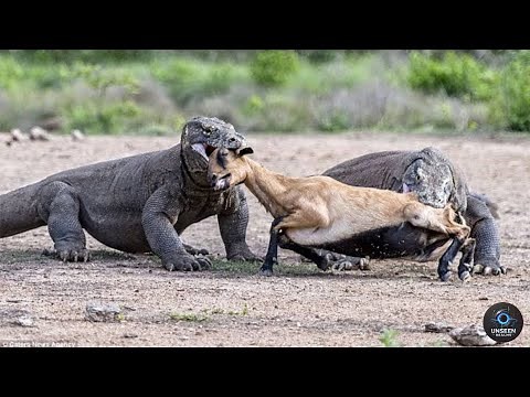 WILD Komodo Dragons attacking in the wild