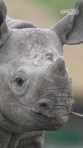 301 reactions · 16 shares | Come and see our adorable new arrivals...