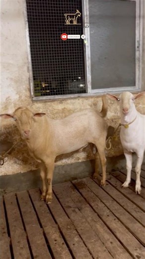 Barbara Goats for Sale ‪@AsiaBakriMandi‬ #trending #shorts