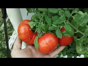 Kratky Method-DWC-Compost Tea Hydroponics #5 Hydroponic Tomatoes