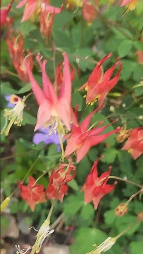 💐Small and Striking Flowers💐