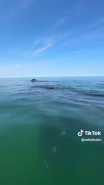 Ultimate Whale Watching Tour: Whale Facts, Sounds, and Behavior