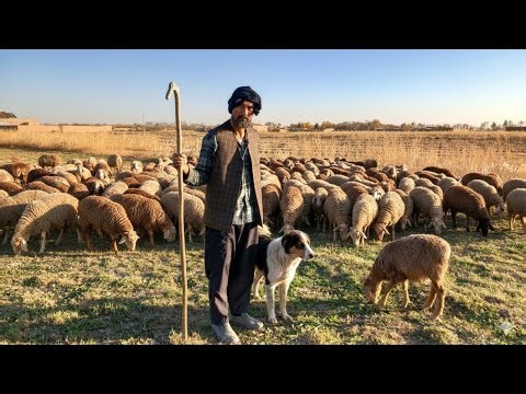 🐑🌾 Shepherding & Field Work from a Low Ground View | Nature POV 🎥🌿