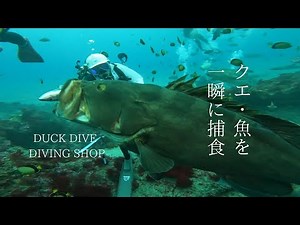 クエの迫力ある捕食映像。千葉の海でダイビング