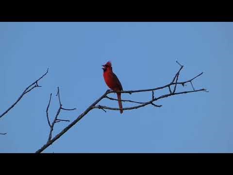 Northern Cardinal singing beautiful red bird sounds