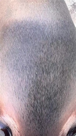 Understanding Sea Lions and Their Habitat