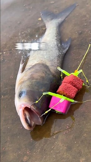Tutorial on fishing silver carp and bighead carp with a sea pole against the bottom#fishingrod#fish