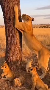 Tree Scratching 101! 🦁🌳 Mom Leads the Class" #LionCubs #NatureLessons #Copycats #CuteAnimals #WildlifeReels #sora2 | Wildlife Animals Safari