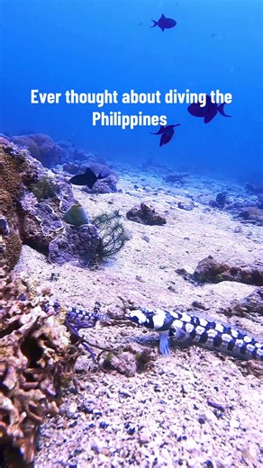 Scuba_Dive_Swim (@scuba_dive_swim)’s videos with Waves & Wavs - Ahmed Spins