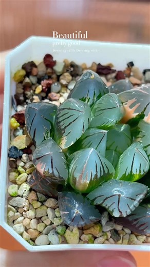 Hello, I come from China. We have a big farm and many kinds of plants. Haworthia,Echeveria,Aeonium,Lithops,Conophytum,Crassula。 There are many varieties. If necessary, please contact me to check the price list. WhatsApp's number is 86 152 0186 6660.👇🏻👇🏻👇🏻👇🏻👇🏻catalogue https://drive.google.com/drive/folders/1-9xpGz4GSL6eqpyUShQB4wuYriD3haOB | Lili Cheng
