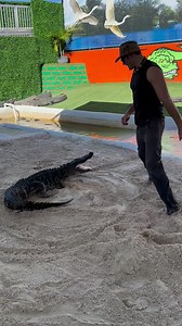 338K views · 10K reactions | Wild alligator! In this video I’m tiring...