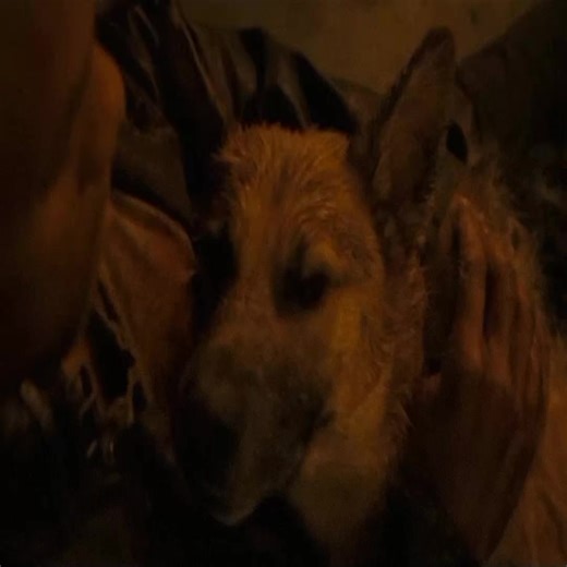 #imlegend #film #willsmithedit #dog #sam #edit #sad #music #memories #zombie #fyp #onthisday #z #fantasy #peak #black #nostalgic