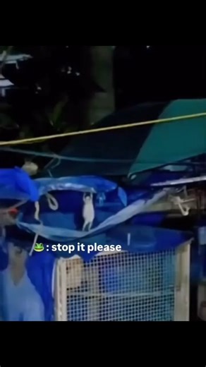 BundleBiome on Instagram: "Keeping frogs as pets is a lot more interesting than people expect. They are quiet observers most of the time but incredibly aware of their surroundings. Frogs react to movement light vibrations and routine which is why they seem to notice everything you do near the enclosure. When they stare croak or shift position it is usually them processing what is happening rather than being random. A comfortable frog will show real personality. Some are bold some are shy and som