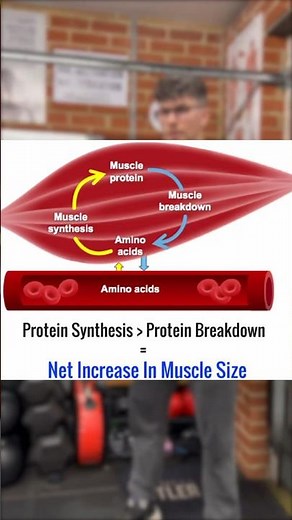 Muscle Protein Synthesis: EXPLAINED 💪🏻