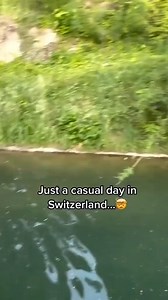39K views · 134 reactions | In Bern, even the wildlife enjoys a leisurely swim  The Bern Bear Park, also known as BärenPark, is a popular tourist attraction in Bern, Switzerland. It is a large, natural enclosure where bears can roam freely, play and swim. The park is located on the banks of the Aare River, next to the Old Town of Bern. Share this with someone who needs to see this 凉  @jiupa1 Bern, Switzerland | Matador Network | Facebook