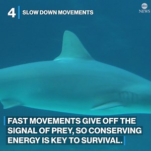 While the odds of getting attacked by a shark are low, it's still smart to use caution while swimming at the beach. Here are some tips for how to stay safe, according to a former Green Beret and survival expert: https://abcn.ws/3vxVOv1 | ABC News