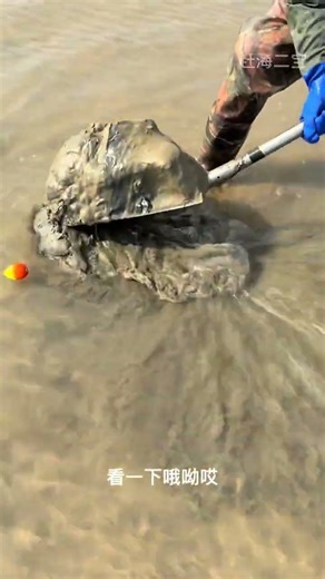 这只蛏王够大吗？原创视频真实分享