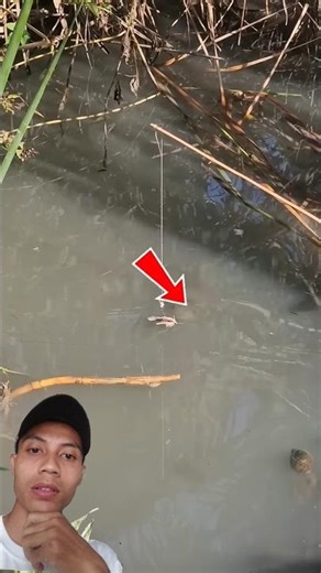 Here’s what happens when using a moth as bait #fishing #fishingbait #fish #shorts
