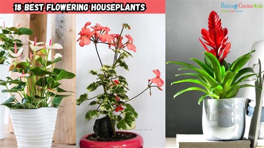 18 flowering houseplants that thrive inside your home easily