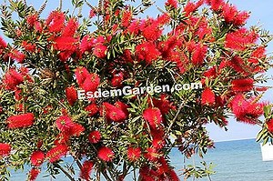 Callistemon: Cultura, Mantenimiento, Especies Y Variedades 🌿 Todo Sobre Jardinería Y Diseño De Jardines - 2025