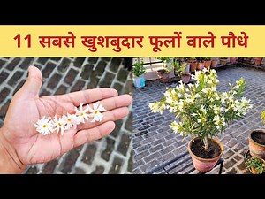 ऐसी खुसबू की घर महक उठे 11 सबसे खुशबुदार फूलों वाले पौधे / Fragrant Auromatic Scented fFower Plants