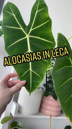 Alocasias Thriving in Leca and Nutrient Water Mix