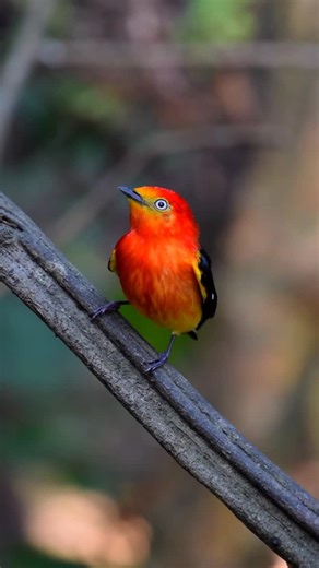 Rogério Rumão on Instagram: "O pássaro guaramiranga é sem dúvidas, uma das aves mais fascinante que eu já registrei. E você, já conhecia essa espécie? Deixa aí nos comentários! 🇧🇷Uirapuru-laranja 🔬Pipra fasciicauda 🇺🇸Band-tailed Manakin ㅤㅤㅤ 📍Refúgio de Vida Silvestre Periquito Cara-suja - Guaramiranga - CE ㅤ #wildlifephotography #rrumao #birdphotography #birdwatching #passarinho"