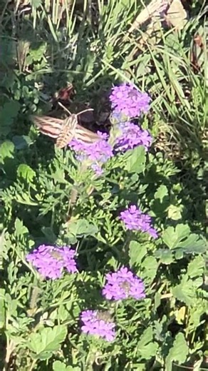 Return Of The White Lined Sphinx Moth. Sphinx Moths Brought Friends 🧡