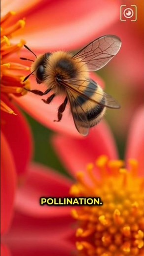 Why Bees Are So Important 🐝 | Pollination Explained Simply