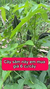 Cây tiên dược quý bác nào có em thu mua giá 6 củ nhé | Terry John