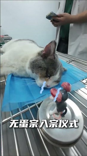 Home Neuter Your Pet: The Secret Benefits Pet Care Pet Surgery