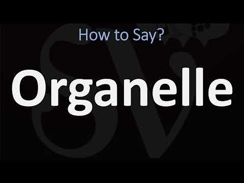 How to Pronounce Organelle? (CORRECTLY)