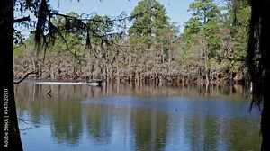 Caddo Lake State Park in Texas with its amazing vegetation and landscape - travel photography