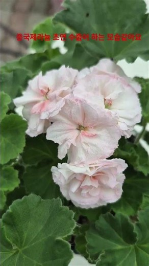 Chinese Geranium 'Choyeon' #BaeksanHorticulture#01031577737