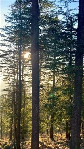 Sunset at Mountains of Mussoorie, Uttrakhand #foryou #fyp #explorepage #nature #travel