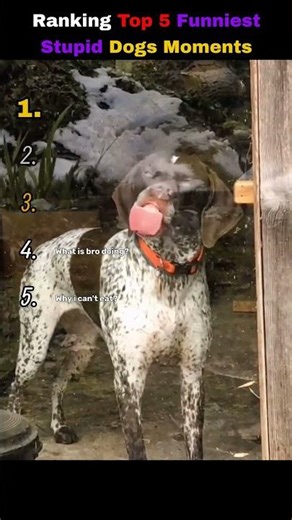 Ranking Top 5 Funniest Stupid Dogs Moments🤣