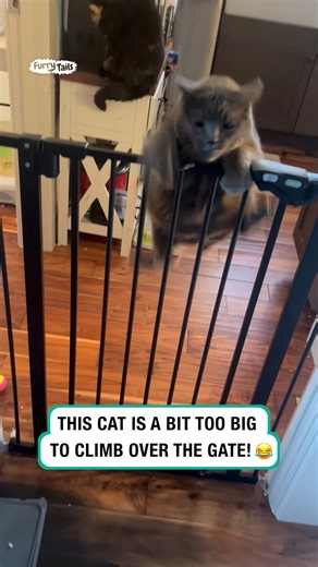 fat cat struggles | Furry Tails