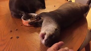 156K views · 7.6K reactions | Otters have no table manners | Otter | Facebook