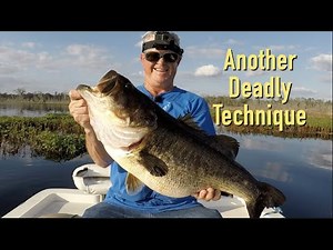 How to Pull Shiners For Trophy Bass