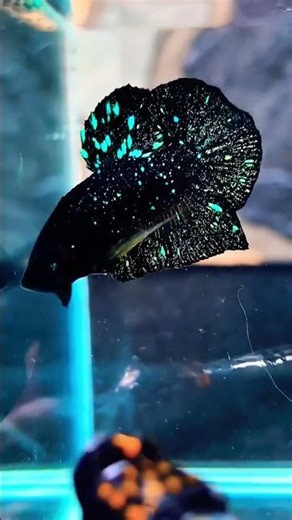 Meet the Avatar Betta: A Living Nebula #aquarium #betta @MKaquaworld #shorts