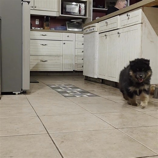 Autumn brew ☕️ puppies at 7 weeks, come command and playing on stairs. Puppies are out of 🇫🇮 🇨🇦 Can Ch Peikkovuoren Tässä Ja Nyt NS HIC and by 🇨🇦 BBPISS BBPIS BPIG Can Ch Can GCh Bearspaw Odin's Tipple NS HIC. Pedigree at: https://finnishlapphund.breedarchive.com/animal/testmating?dam_uuid=af42469f-ce12-4aa5-9000-8ebf3c967d64&sire_uuid=d5987877-d624-4dae-956b-32af3e40ffc2 | Bearspaw Finnish Lapphunds (Suomenlapinkoiria)