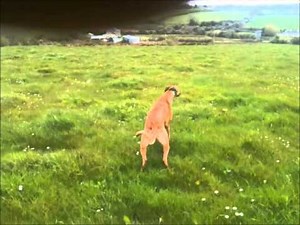 Greyhound Dogs for Sale