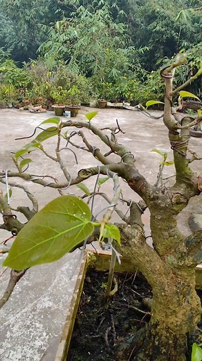 Ficus Rumphi. | Bonsai Kingdom of Lemon