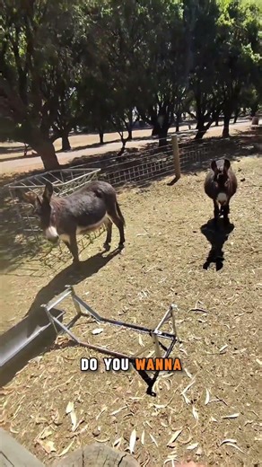 After a maintenance shut down at the Farm, Roy is as excited as the animals to be open again.