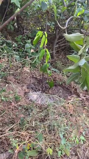 Plant trees 🌳 #tree #sapling #plant #nature | DracoGames