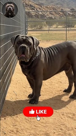 Epic Mixed Dog Transformations 🐾🔥 | From Tiny Pups to Giant Guardians! #MegaMutts