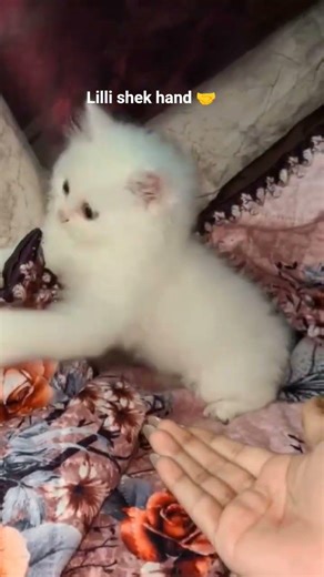 #lillicat #cat #funnycats #end